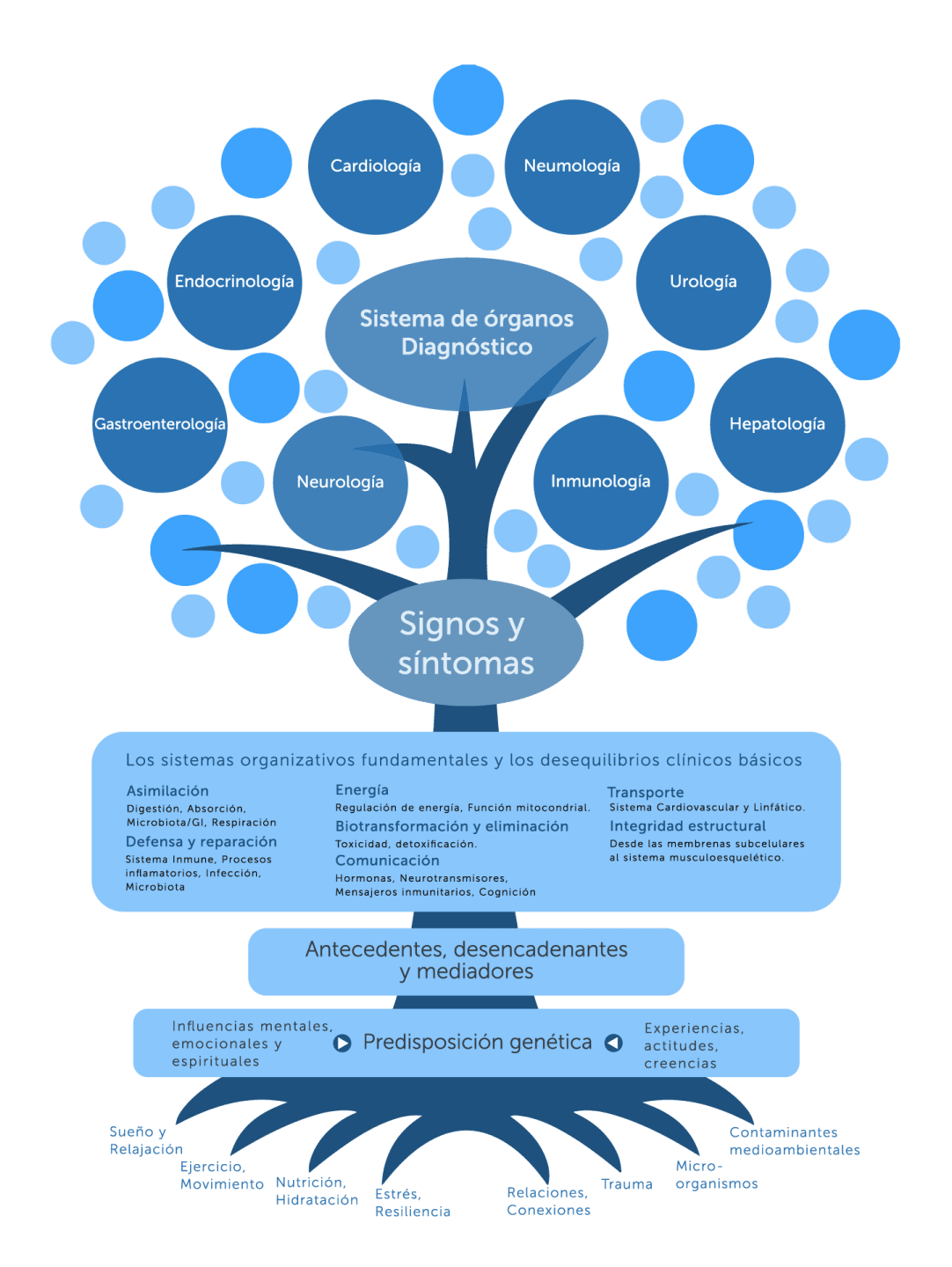 Infografía sobre Medicina Funcional